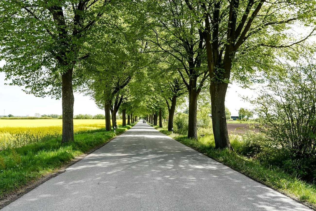 Baumallee an einem Rapsfeld, die Straße führt geradeaus ins Grüne