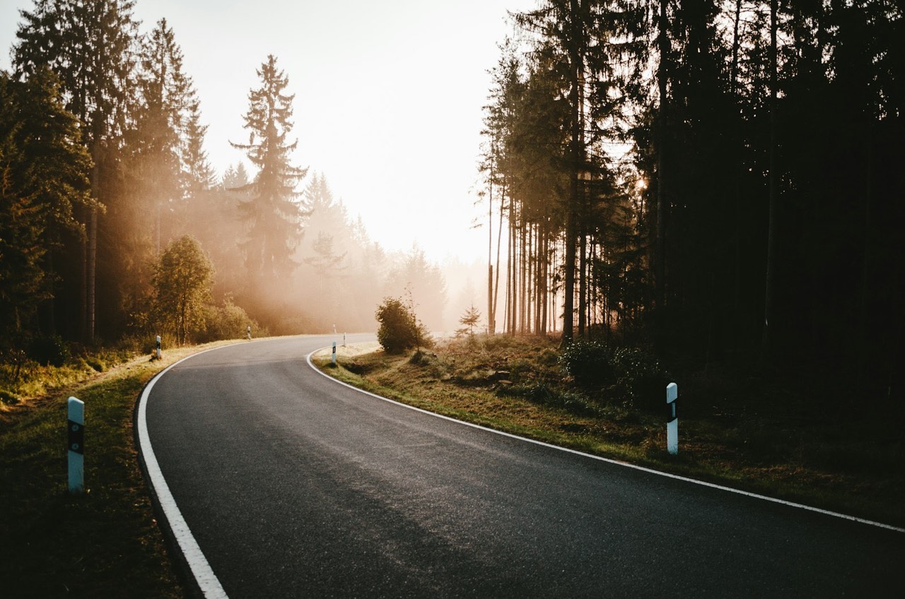 Kurvige Landstraße im Morgennebel zwischen Kiefern